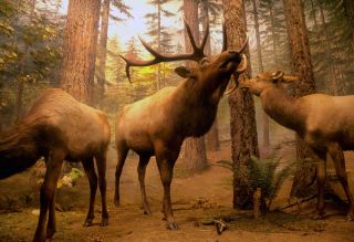 Diorama_Field_Wapiti.jpg
