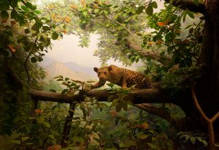 Diorama_Field_Leopard_1.jpg
