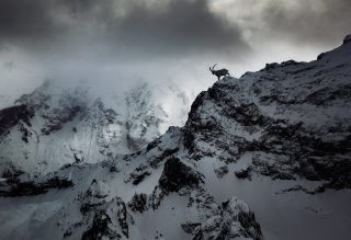 Steinbock.jpg