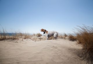 Dog on Beach