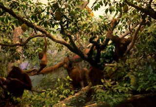 Diorama_Field_OrangUtan.jpg