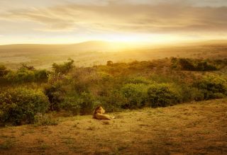 Sunset with Lion, South Africa