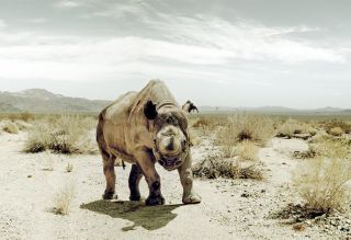 Rhino