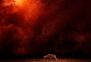 Steppe Fire
