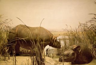 Diorama_Field_Nashorn.jpg