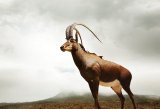 Sable Antelope