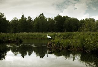 Stork