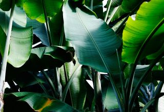 Bananenblaetter.jpg