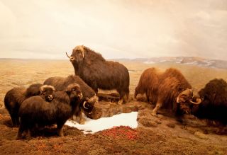 Diorama_Field_Moschusochsen.jpg
