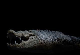 Krokodil.jpg