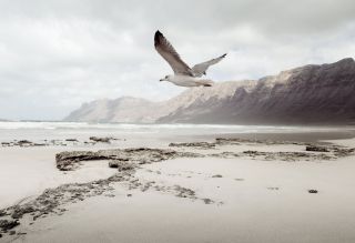 Dove, Famara