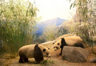 Diorama_Field_Panda.jpg