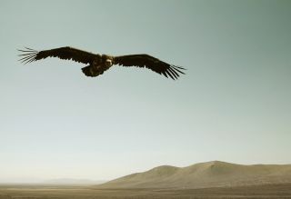 Black Vulture