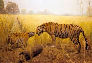 Diorama_Field_Tiger.jpg