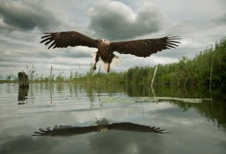 Sea Eagle